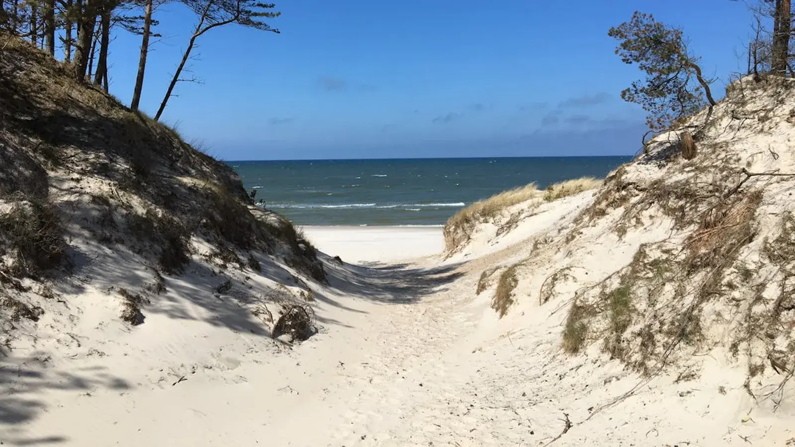 Sandiger Dünenweg zwischen Kiefern hinunter zum Strand und zur Ostsee unter blauem Himmel — Ferienregion an der Ostseeküste